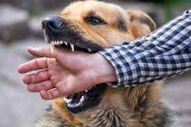 How To Stop Dogs Biting Behaviour