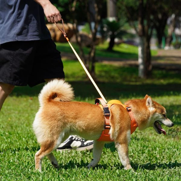 Bungee Cord Dog Leash Harness