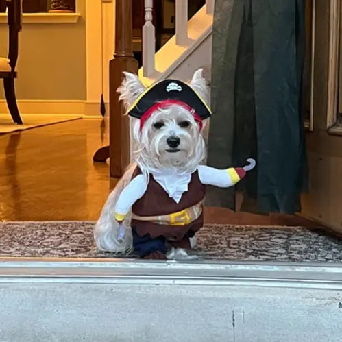 Cowboy & Pirate Cat Dog Halloween Costume