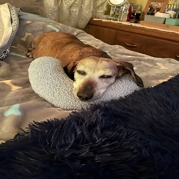 Pup Calming Pillow