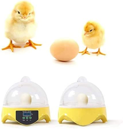 Egg Incubator