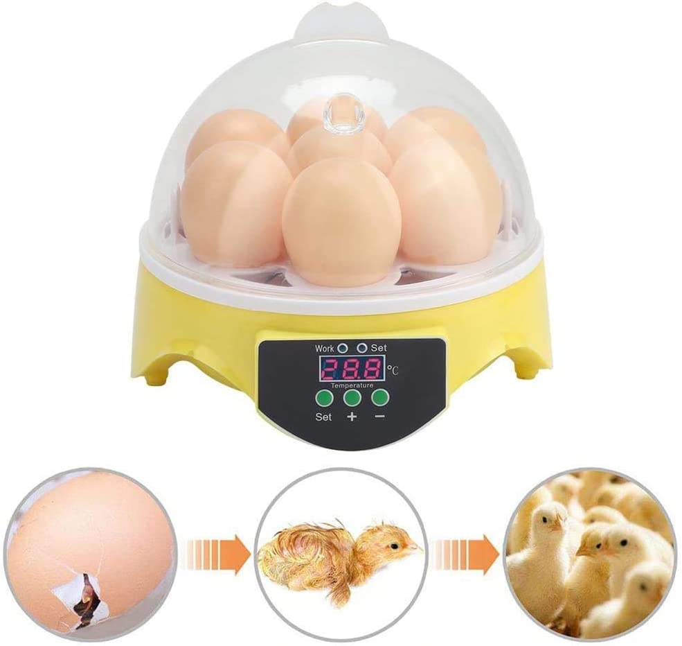 Egg Incubator