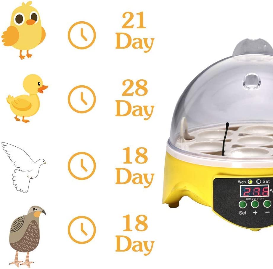 Egg Incubator