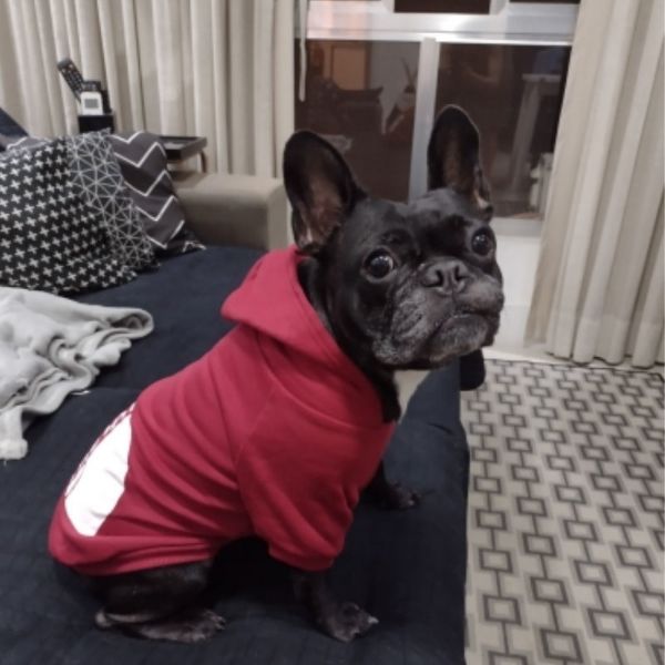 The Dog Face™ Winter Dog Hoodie