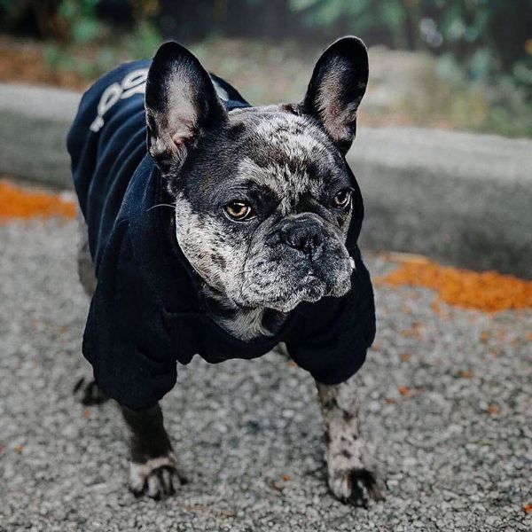 The Dog Face™ Winter Dog Hoodie