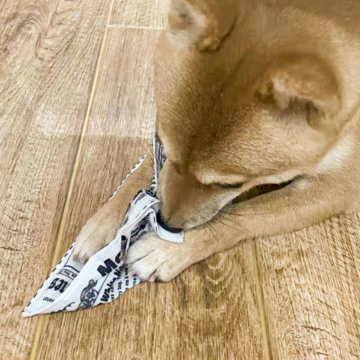 Squeaky Interactive Newspaper Dog Toy