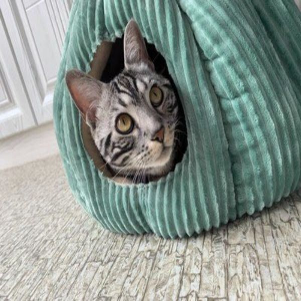 Cozy Pumpkin Cat bed