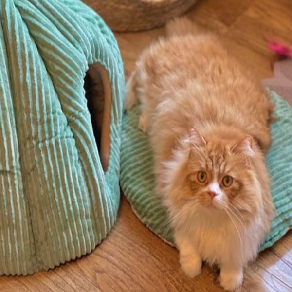 Cozy Pumpkin Cat bed