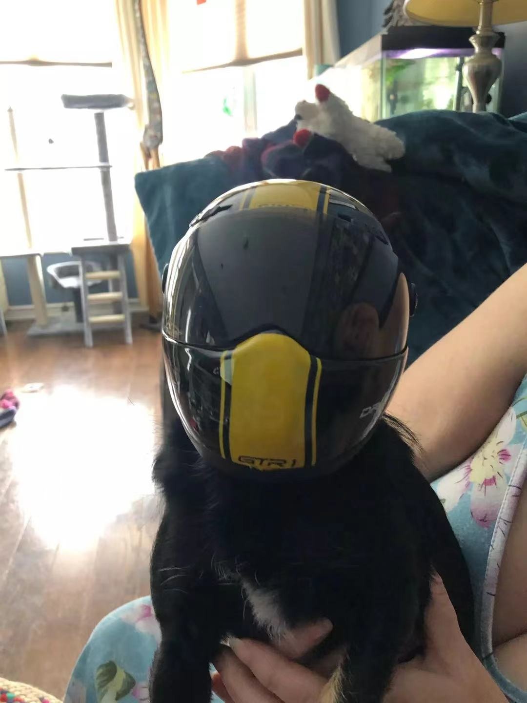 Shogu Pet Mini Helmet