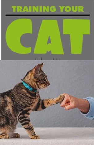 Training Your Cat